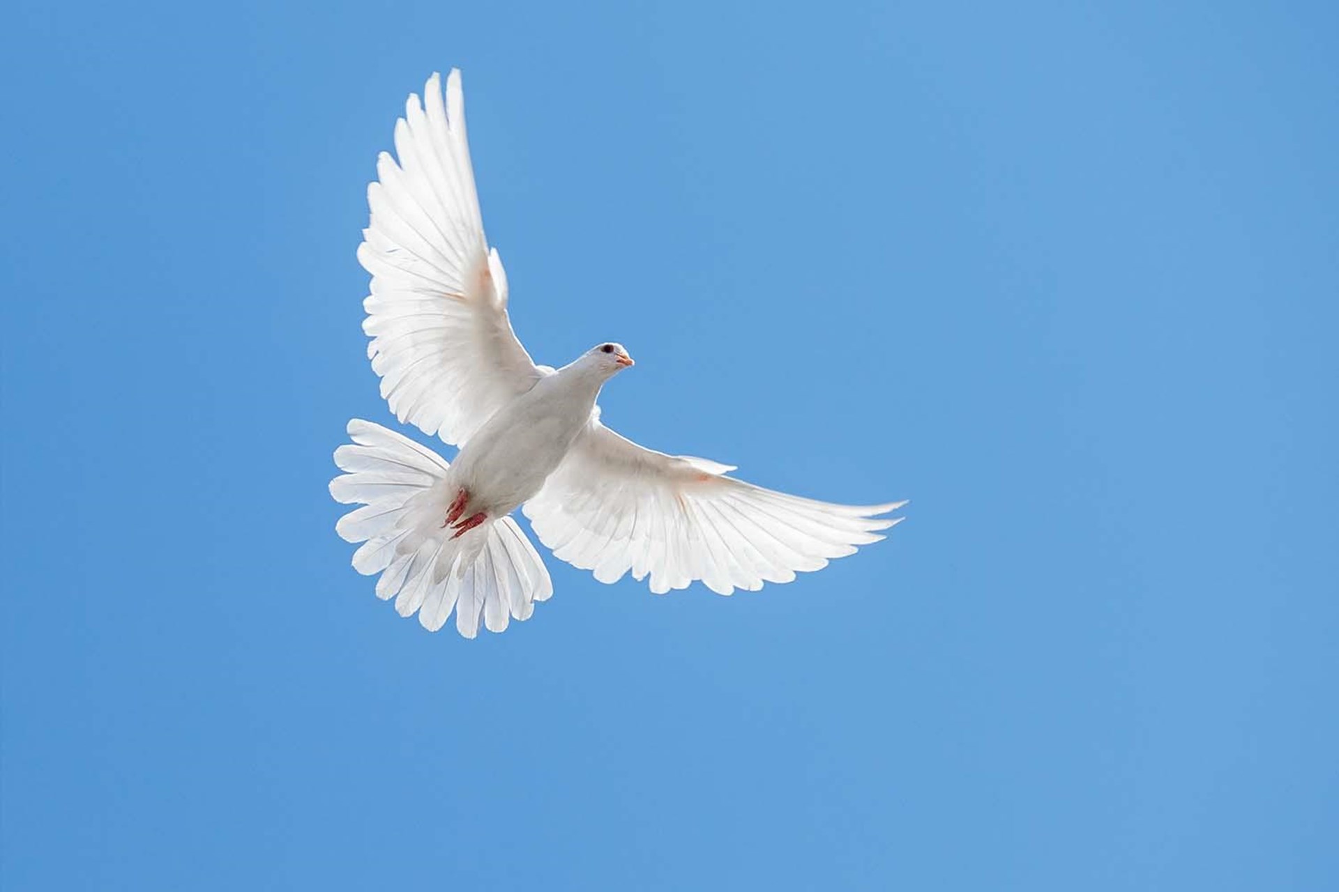 Weiße Taube mit ausgebreiteten Flügeln fliegt vor blauem Himmel.