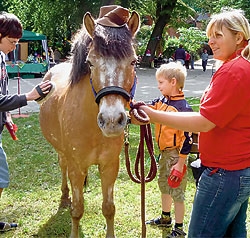 Ein Pony wird von mehreren Personen gestriegelt